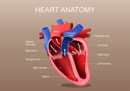 Illustration for Heart anatomy. Part of the human heart. Vector poster. Isometric Flat illustration. - Royalty Free Image
