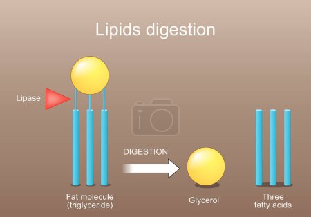 Digestión de lípidos. Lipólisis. Enzimas lipasa que cataliza la hidrólisis de las grasas. Metabolismo lipídico de triglicéridos a tres ácidos grasos, y glicerol. Función lipasa. Cartel vectorial. Ilustración plana isométrica.