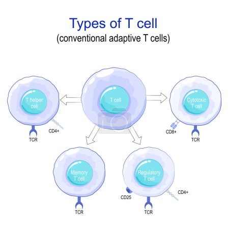 Tipos de células T. Primer plano de las células T adaptativas convencionales y de los receptores principales. Regulador, Memoria, Células T Citotóxicas y T ayudante. Regulación inmune. Respuesta inmune adaptativa. Cartel vectorial