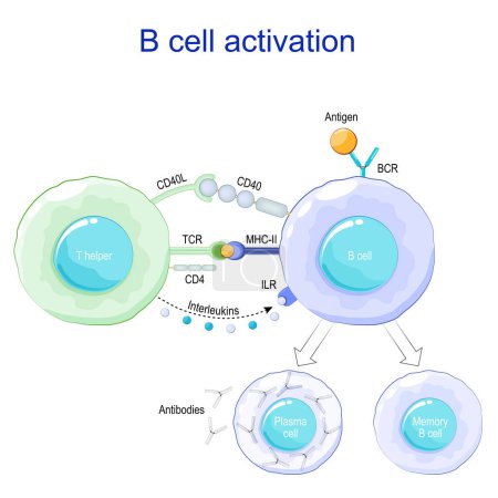 Illustration for B cell activation. Antigen presentation. Plasma cells and Antibody production. B cell signaling pathways. immune response. Vector poster - Royalty Free Image