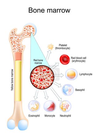 Illustration for Bone marrow. Difference between Yellow and Red bone marrow. Blood cells develop in bone marrow from stem cells. White blood cells Eosinophil, Neutrophil, Basophil, Lymphocyte, Monocyte. Platelet or thrombocyte, and Red blood cell or erythrocyte. - Royalty Free Image