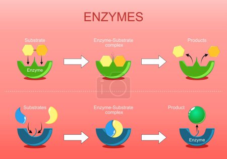 Enzym-Funktion. Proteine, die als biologische Katalysatoren wirken, indem sie chemische Reaktionen wie Synthese oder Abbau beschleunigen. Isometrische Darstellung des flachen Vektors