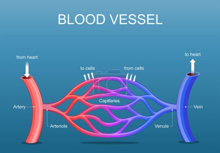 Blood vessels network  structure. Arteria is a vessel that carry blood from a heart. Vein is collect blood from organs to the heart. Capillaries connect the arterioles and venules. Isometric Flat vector illustration