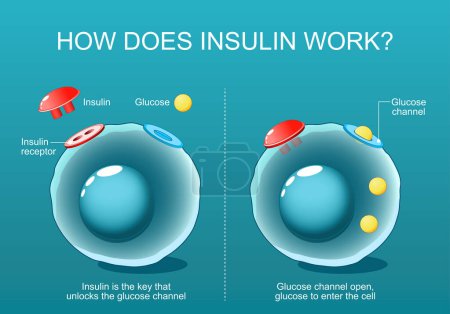 Insulin is the key that unlocks the glucose channel in a cell. Close-up of cells with Glucose channel and Insulin receptor. insulin resistance and sensitivity. Isometric Flat vector illustration.