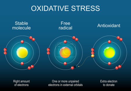 Radical libre, molécula estable y antioxidante. Estructura atómica. Antioxidante dona electrón al radical libre. Estrés oxidativo. Ilustración isométrica vector plano.