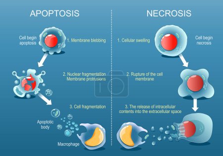 Apoptosis or Necrosis. Difference between necrotic death of a cell, and apoptosis of a cell. Comparison of the premature death of cells and programmed death. Morphological changes. Vector poster. Isometric Flat  illustration.