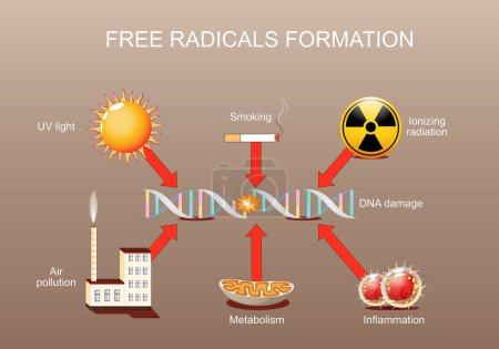 Daño de ADN. Formación de radicales libres. Estrés oxidativo. El ADN puede dañarse a través de la luz UV, radiación ionizante, contaminación del aire, inflamación y tabaquismo. Proceso de envejecimiento. Muerte celular. Cáncer. infografías. Cartel vectorial. Ilustración plana isométrica