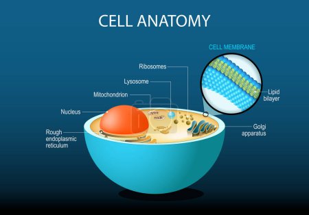 Anatomía celular. Estructura celular y orgánulos Núcleo, ribosomas, retículo endoplásmico, aparato Golgi, mitocondria, citoplasma, lisosoma. Primer plano de la membrana celular bicapa lipídica. Cartel vectorial. Ilustración plana isométrica.