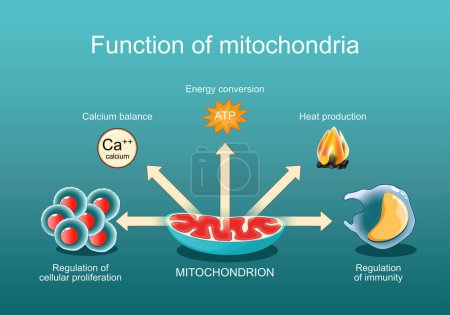 Function of mitochondria. Regulation of immunity and cellular proliferation, Calcium balance, Heat production, Energy conversion. Mitochondrial medicine. Vector poster. Isometric Flat illustration.