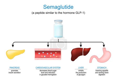 Semaglutide. Peptide hormone. Anti-obesity medication. Mechanism of action of Antidiabetic medication that used for the treatment of type 2 diabetes. Weight management. Glucagon-like peptide-1 GLP-1. Functions and effects on Human internal organs. co