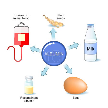 Types of albumin. Blood plasma protein. Therapeutic uses of albumin. Biomaterial in Regenerative Medicine. Vector illustration