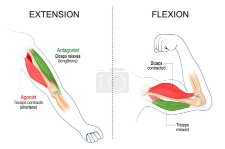 Dehnung und Flexion der Muskeln. Bizeps und Trizeps. Verkrampft und entspannt. Agonist und Antagonist Muskeln. Vektorillustration