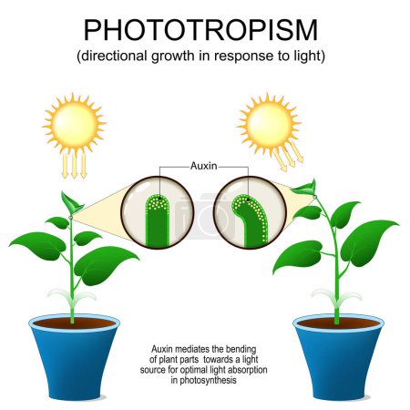 Phototropism. Directional growth of plant in response to light. Auxin hormone that mediates the bending of plant parts towards a light source for optimal light absorption in photosynthesis. Close-up of a sprout with concentration of Auxin. vector ill