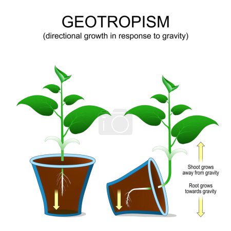 Geotropism. Directional growth of plant in response to gravity. Shoot grows away from gravity. Root grows towards gravity. Plant orientation. vector illustration