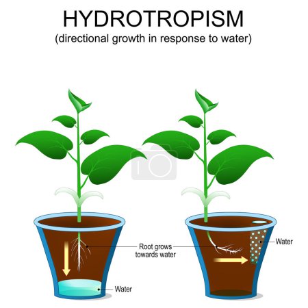 Hydrotropismus in Pflanzen. Richtungsweisendes Wachstum der Blüte als Reaktion auf Wasser. Wurzel wächst in Richtung Wasser. Adaptives Wachstum der Pflanze. Pflanzenorientierung. Vektorillustration