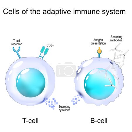 Células del sistema inmunitario adaptativo. Estructura y anatomía de las células T y B. Memoria inmunológica. Linfocitos de inmunidad mediada por células. Ilustración vectorial