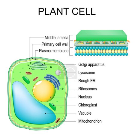 Plant cell. Structure and Anatomy. Close-up of layers of a cell wall. Vector illustration