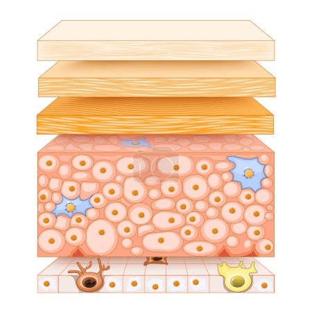 Epidermis structure. Skin anatomy. Cell, and layers of a human skin. Cross section of the epidermis. Skin care. vector illustration.