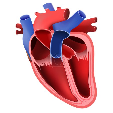 Ilustración de Anatomía cardíaca. Parte del corazón humano. ilustración vectorial. - Imagen libre de derechos