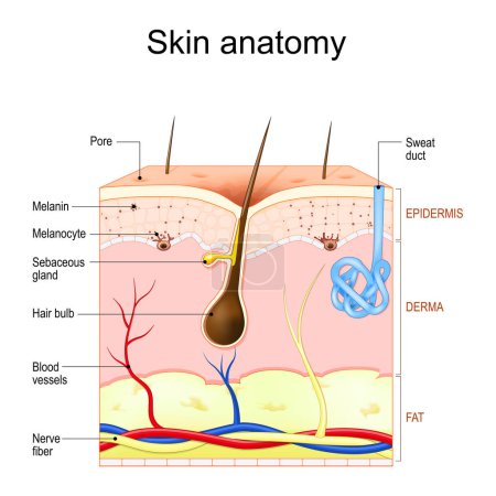 Anatomía de la piel. Capas y estructura de la piel humana. Corte transversal de la piel con folículo piloso, sudor y glándulas sebáceas, epidermis, dermis, hipodermis. Ilustración vectorial