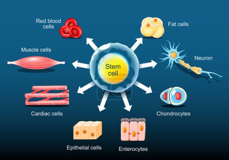 Illustration for Stem cells can become any tissue in the body. Differentiation of Stem cell. Isometric Flat vector illustration - Royalty Free Image