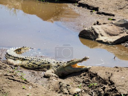 Téléchargez les photos : Un énorme crocodile à mâchoires ouvertes se prélasse au bord de la rivière Mara dans la réserve nationale du Masai Mara, Masai Mara, Kenya, Afrique - en image libre de droit