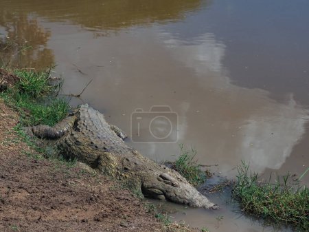 Téléchargez les photos : Un énorme crocodile au bord de la rivière dans la réserve nationale de Samburu, réserve nationale de Bufalo Spring, Kenya, Afrique - en image libre de droit