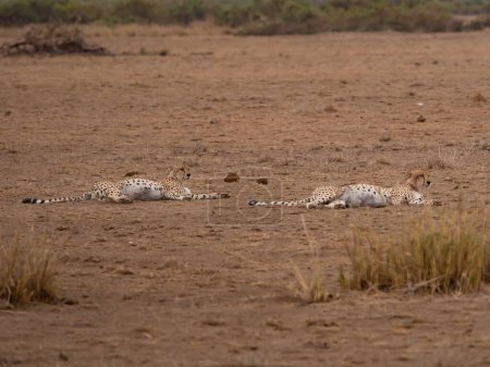 Photo for Cheetah (Acinonyx jubatus) in the Amboseli National Park, Kenya, Africa. - Royalty Free Image