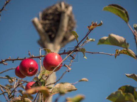 Téléchargez les photos : Nid de cigogne vide et pommes rouges à l'automne. Mazovie. Pologne - en image libre de droit