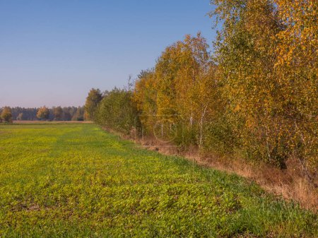 Photo for Colors of autumn in the polish country. Mazovia. Poland. - Royalty Free Image