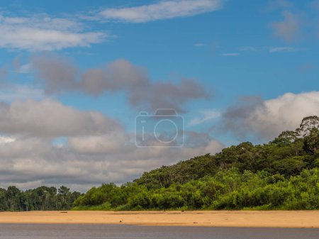 Photo for Beautiful sandy beach in Amazon jungle, during the low water season. Amazonia. Selva on the border of Brazil and Peru. South America. Dos Fronteras. - Royalty Free Image