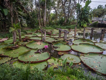 Téléchargez les photos : Victoria amazonica dans le parc de Leticia, Colombie. C'est une espèce de plante à fleurs, la plus grande de la famille des Nymphaeaceae. Le plus grand nénuphar du monde. - en image libre de droit