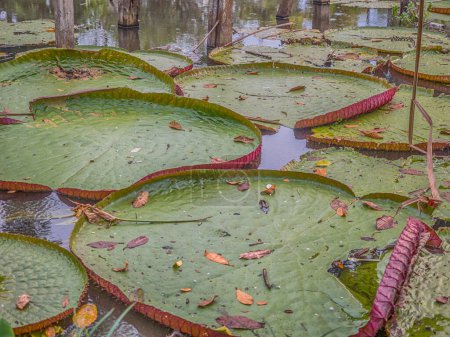Téléchargez les photos : Victoria amazonica dans le parc de Leticia, Colombie. C'est une espèce de plante à fleurs, la plus grande de la famille des Nymphaeaceae. Le plus grand nénuphar du monde. - en image libre de droit