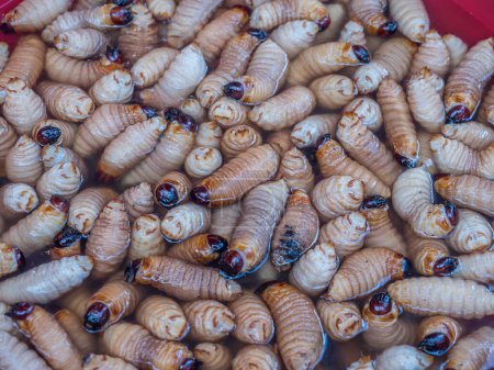 Photo for Suri worms (Rhynchophorus palmarum) on a market in Iquitos, Peru - Royalty Free Image