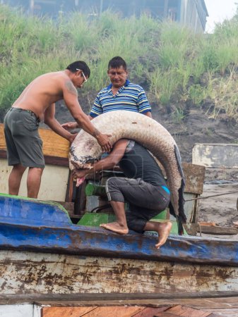 Téléchargez les photos : Santa Rosa, Brésil - 22 septembre 2018 : L'homme apporte un énorme poisson au cargo. Paiche, pirarucu, frontière du Brésil. Colombie et Pérou. Amérique du Sud. - en image libre de droit