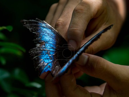 Photo for Beautiful Butterfly, Morpho in Amazon jungle. Amazonia. South America. - Royalty Free Image