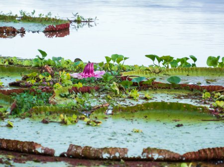 Téléchargez les photos : Victoria amazonica dans la réserve nationale de Pacaya Samiria. C'est une espèce de plante à fleurs, la plus grande de la famille des Nymphaeaceae. Amazonie. Forêt amazonienne, Pérou, Amérique du Sud - en image libre de droit