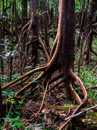 Foto de Caminando árboles en la selva amazónica, cuenca del río Amazonas. Valle Javari, Amazonia. América Latina. El valle de Javari es uno de los territorios indígenas más grandes. América del Sur - Imagen libre de derechos