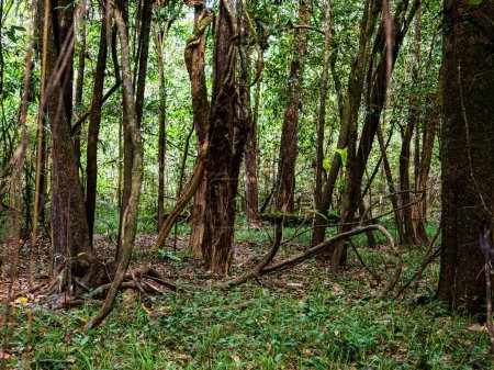Foto de Enormes árboles en la selva amazónica, cuenca del río Amazonas. Valle Javari, Amazonia. América Latina. El valle de Javari es uno de los territorios indígenas más grandes. América del Sur - Imagen libre de derechos