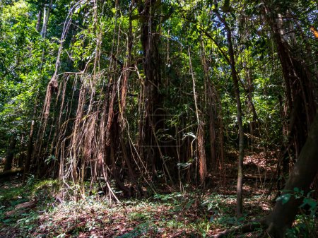 Foto de Caminando árboles en la selva amazónica, cuenca del río Amazonas. Valle Javari, Amazonia. América Latina. El valle de Javari es uno de los territorios indígenas más grandes. América del Sur - Imagen libre de derechos