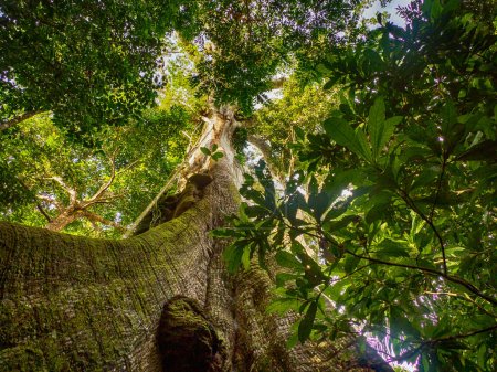 Grand ceiba, arbre kapok sur la rive du fleuve Javari. Ceiba pentandra. Amazonie, frontière du Brésil et du Pérou, Amérique du Sud