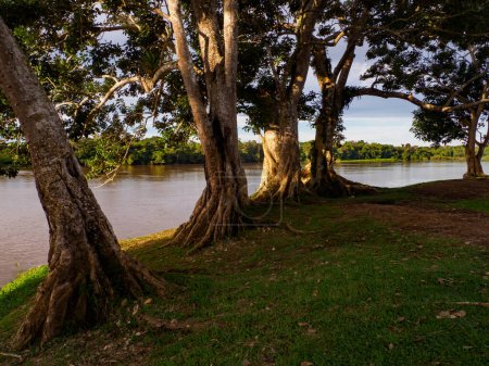 Foto de Enormes árboles a orillas del río Javari, cuenca del río Amazonas. Valle Javari, Amazonia. América Latina. El valle de Javari es uno de los territorios indígenas más grandes. América del Sur - Imagen libre de derechos