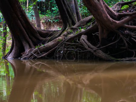 Photo for Huge trees on the banks of the Javari River, basin of Amazon River. Javari Valley, Amazonia. Latin America. Javari Valley is one of the largest indigenous territories. South America - Royalty Free Image