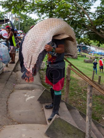 Téléchargez les photos : Leticia, Colombie - 8 décembre 2022 : L'homme transportant un énorme poisson dans le port sur la rive de l'Amazone. Nom : arapaima, paiche, pirarucu. Frontière du Brésil. Colombie et Pérou. Amazonie - en image libre de droit