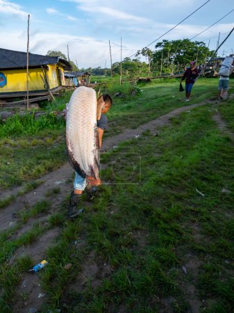 Photo for Leticia, Colombia - Dec 10, 2022: The man carrying a huge fish in the from the port on the bank of Amazon river. Name: arapaima, paiche, pirarucu. Border of Brazil. Colombia and Peru. Amazonia - Royalty Free Image