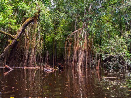 Magic Amazonia. Trees in the water in the rainforest during high water season. Javari River, tributary of the Amazon River. Selva on the border between Brazil and Peru. South America.