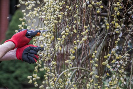 Photo for The hands of a mature man in working gloves pruning branches in the garden - Royalty Free Image