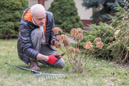 Photo for Mature man with a small beard during spring ordering, He is pruning branches of the flower in the garden, - Royalty Free Image
