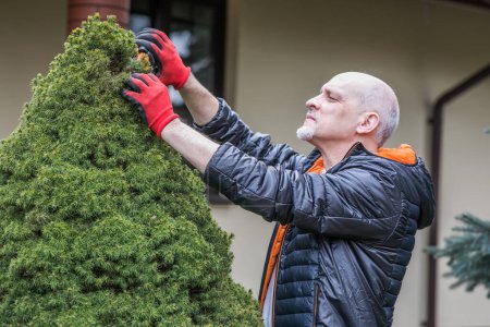 Photo for Mature man is cleaning conifer bush in the garden during spring ordering - Royalty Free Image