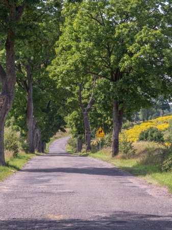Old deciduous trees along the asphalt road in Poland. Tree lined country road. Eastern Europe.